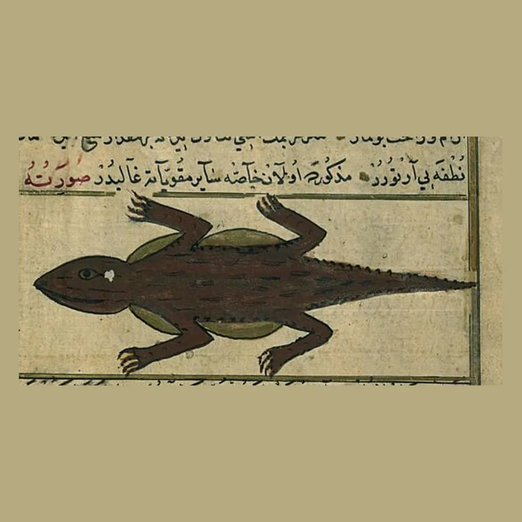 سقنقور: المنمنمة في المخطوط
