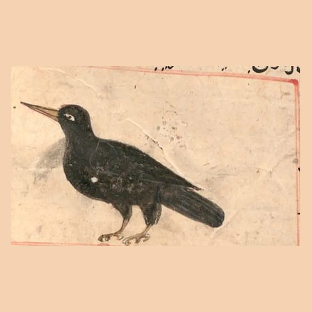 زاغ: المنمنمة في المخطوط