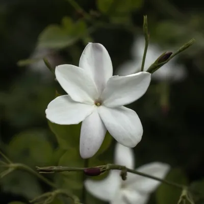 كِنـانة